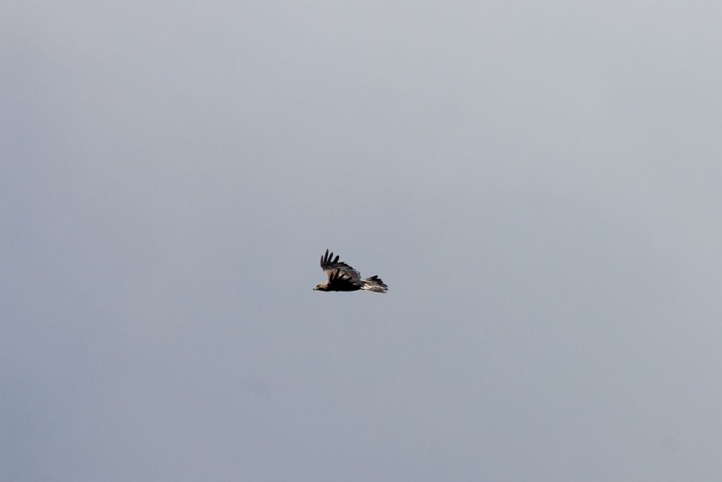 aquila del Baldo?